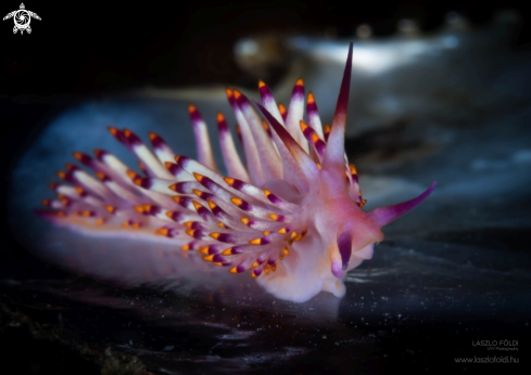 A Flabellina | Nudibranch