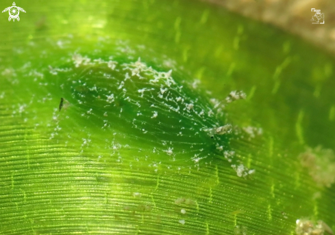 A Phyllaplysia engeli | Turtle Grass Seahare