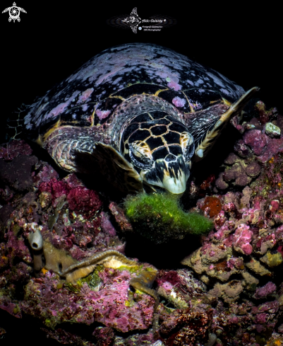 A Hawksbill Turtle