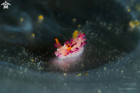 A Aegires villosus  | Nudibranch