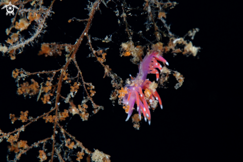 A Edmundsella pedata | Edmundsella pedata nudibranch