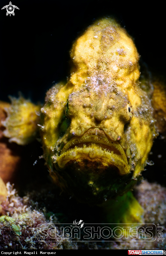 A Yellow Longlure Frogfish 
