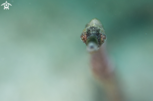 A Stick pipefish