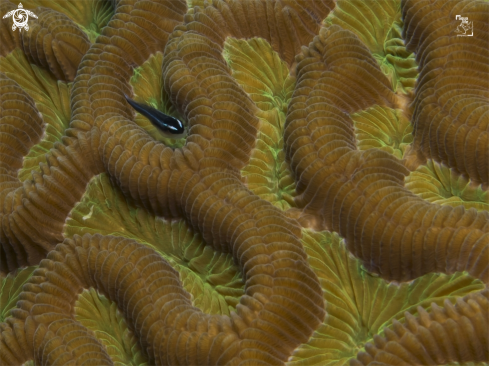 A Caribbean Neon Goby