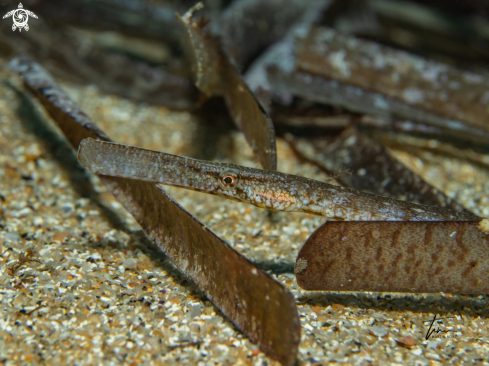 A Broadnosed Pipefish