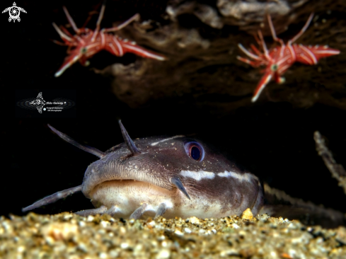 A Rhynchocinetes durbanensis (Gordon, 1936) - Plotosus lineatus (Thunberg, 1787) | Stripped Catfish - Camel Shrimp