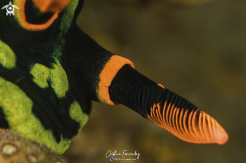 A Nudibranch