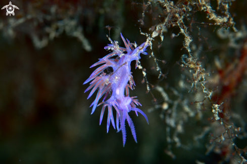 A Flabellina affinis | Flabellina affinis nudibranch
