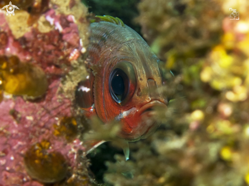 A Holocentrus adscensionis | Squirrelfish