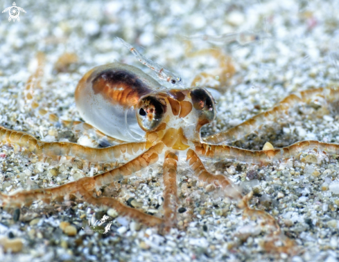 A Juvenile octopus 