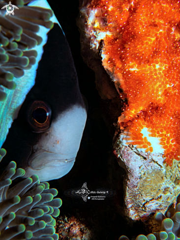 A Amphiprion | Clownfish