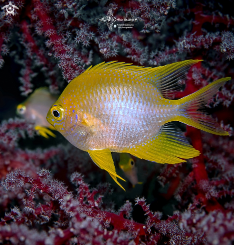 A Golden Damselfish