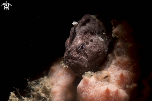 A Painted frogfish