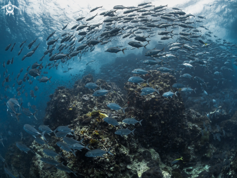 A Caranx sexfasciatus | Big Eye Trevally