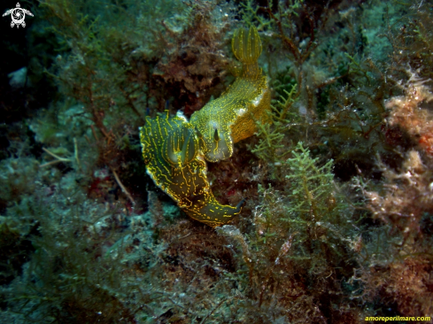 A Nudibranchi 