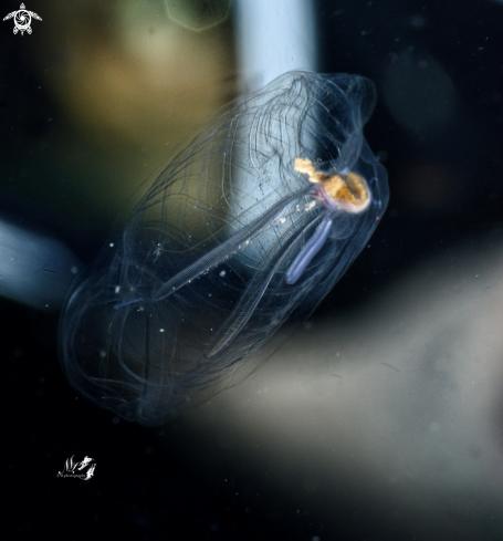 A Living salp 