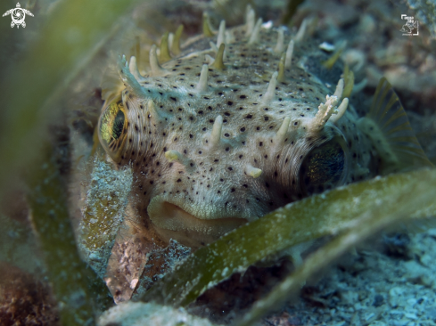 A Chilomycterus antennatus | Bridled Burrfish