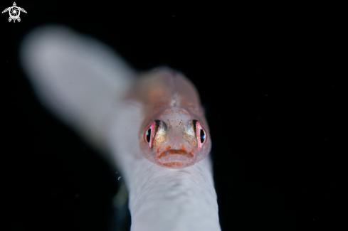 A Bryaninops Yongei | Whip Coral Goby