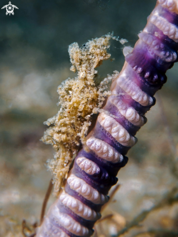 A Sea Pen Shrimp 