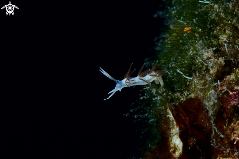 A Paraflabellina gabinierei | Paraflabellina gabinierei nudibranch