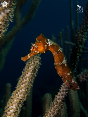 A Longsnout Seahorse