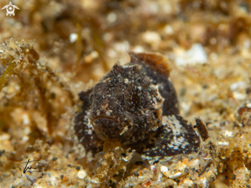 A Scorpionfish