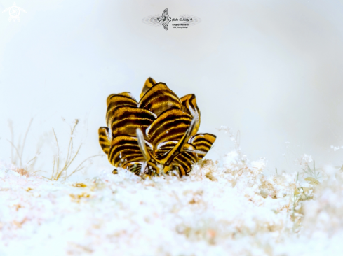 A Cyerce nigra (Bergh, 1871) | Butterfly Seaslug