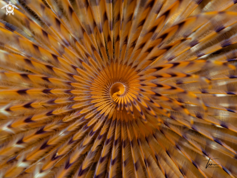 A Mediterranean Fanworm