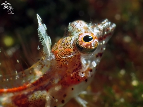 A Emblemariopsis leptocirrus | Fine-cirrus Blenny
