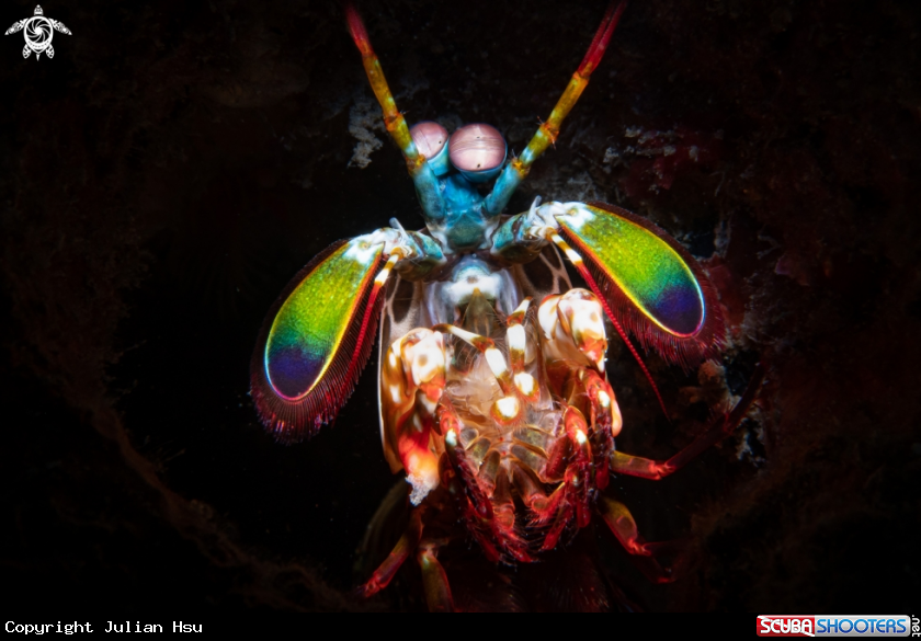 A mantis shrimp