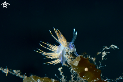 Dondice trainitoi nudibranch