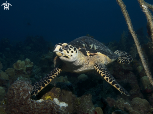 A Eretmochelys imbricata | Hawsbill Turtle