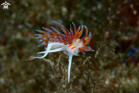 A Cratena peregrina nudibranch