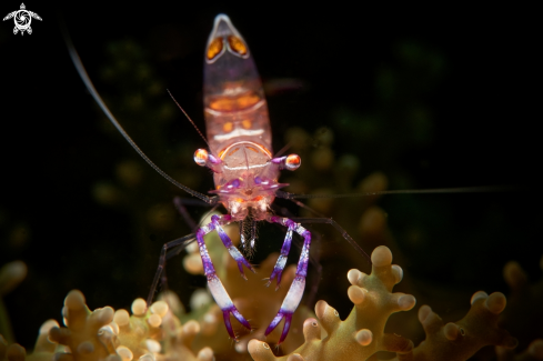 A Ancylomenes luteomaculatus | SHRIMP