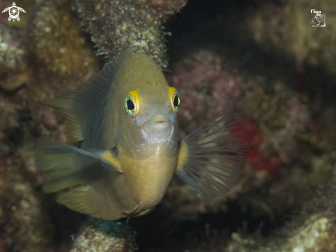 A Stegastes planifronts | Three Spot Damselfish