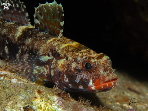 A Red-mouthed Goby