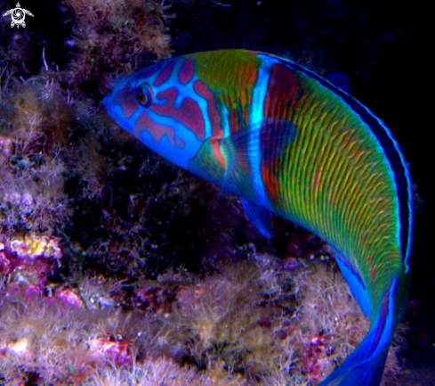 A thalassoma pavo | 