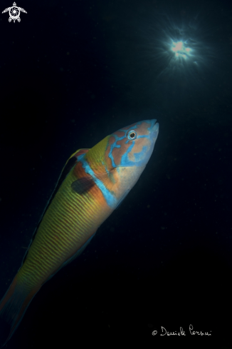 A Thalassoma pavo | Donzella pavonina