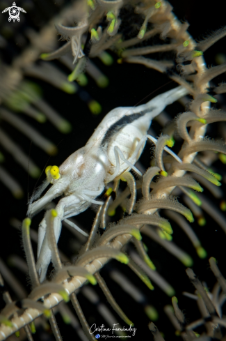 A Hippolyte catagrapha | Shrimp