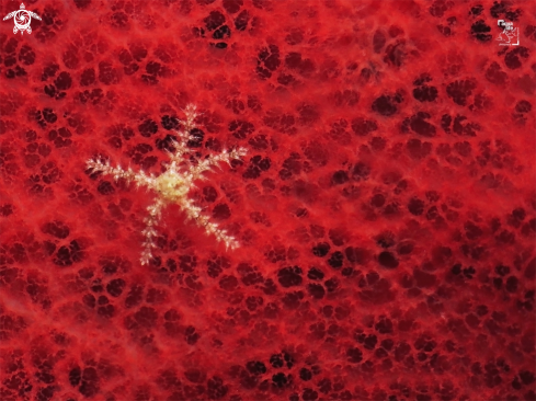 A Sea Star on Red Sponge