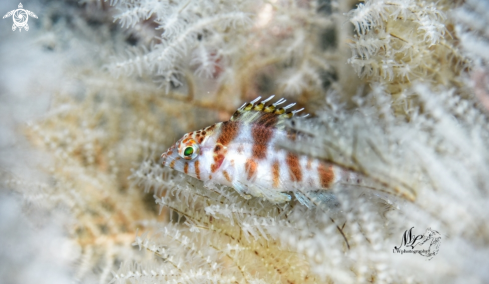 A Dwarf hawkfish