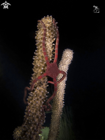 A Ophiomyxa sp. | Brittle Star