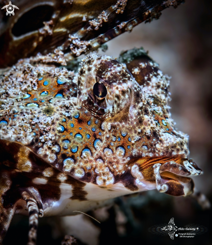 A Dactylopus kuiteri (Fricke, 1992)  | Kuiters Dragonet