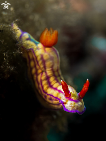 A Hypselodoris whitei   | Nudibranch