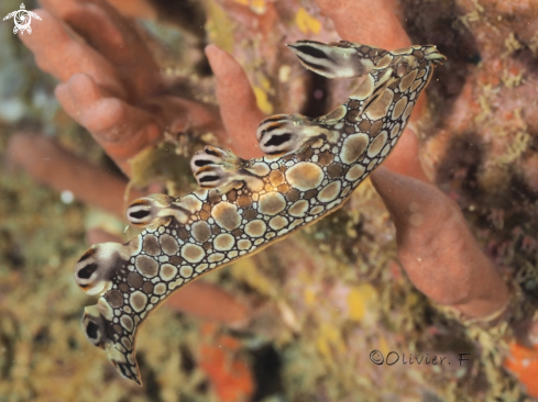 A Bornella anguilla | Bornella