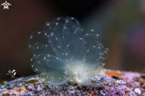 A Butterfly nudibranch 