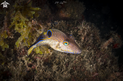 A Sharpnose puffer 