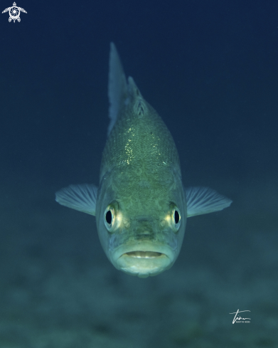 A Dicentrarchus labrax | European Sea Bass
