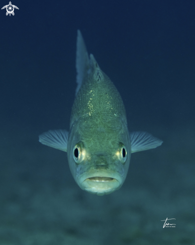 A European Sea Bass