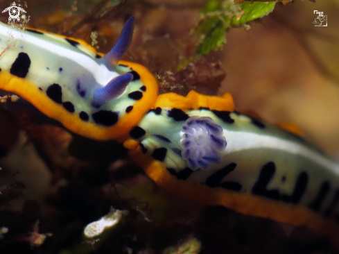 A Purple-Crowned Sea Goddess